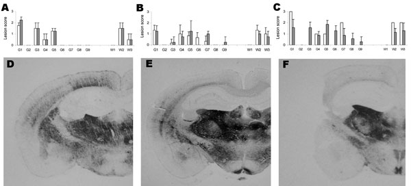 Lesion profiles and regional distributions of atypical proteinase K–resistant prion protein (PrPres) in the brain of porcine PrP transgenic mice infected, either in 1st passage (white column) or in 2nd passage (black column) with cattle bovine spongiform encephalopathy (BSE) (panels A and D), sheep BSE (panels B and E), or atypical scrapie (panels C and F) agents. A–C) Lesion scoring of 9 areas of gray matter (G) and white matter (W) in mice brains: dorsal medulla (G1), cerebellar cortex (G2), s