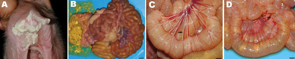 A) A suckling piglet with severe diarrhea and dehydration. B) Severe catarrhal enteritis with congestion (scale bar = 1 cm). C) Intestinal lacteals (arrow) grossly demonstrating normal absorption capacity of the intestinal villi in a normal piglet (scale bar = 0.5 cm). D) Disappearance of intestinal lacteals demonstrating malabsorption syndrome of the intestinal villi in the infected piglet (scale bar = 0.5 cm).