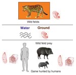 Thumbnail of Transmission cycle of highly virulent strains of Toxoplasma gondii involving wild felids (definitive hosts) and their prey (intermediate hosts).