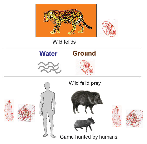 Transmission cycle of highly virulent strains of Toxoplasma gondii involving wild felids (definitive hosts) and their prey (intermediate hosts).