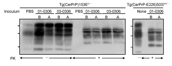 Accumulation of PrPSc (disease-associated form of prion protein) in diseased transgenic (Tg) mice. Tg(CerPrP)1536+/– and Tg(CerPrPE226)5037+/– mice inoculated with phosphate-buffered saline (PBS), elk brain (B), or antler velvet (A) were treated with or without proteinase K (PK). Membranes were probed with monoclonal antibody 6H4. Molecular weights indicated are 37, 29, and 20 kD.