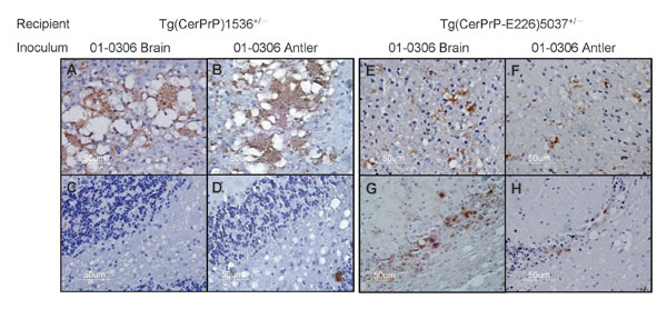 PrPSc (disease-associated form of prion protein)–specific immunohistochemistry in the brains of diseased mice. Transgenic (Tg) mice Tg(CerPrP)1536+/– inoculated with brain (A) and antler velvet (B) preparations from elk 01-0306 exhibit florid PrPSc-reactive plaques in the cerebral cortex at the level of the thalamus but retain integrity of cerebellar granular cells (C and D). Tg(CerPrP-E226)5037+/– mice inoculated with brain (E) and antler velvet (F) preparations from elk 01-0306 display small p