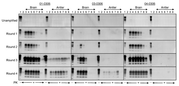 Detection of CerPrPSc (disease-associated form of cervid prion protein [PrP]) in brain and antler velvet from chronic wasting disease (CWD)–affected elk after serial protein misfolding cyclic amplification (PMCA). Western blots demonstrate amplification of protease-resistant prion protein (PrP) after serial PMCA when seeded with brain or velvet antler material from CWD-affected elk. Brain samples: lane 1, Tg(CerPrP)1536+/– brain material not treated with proteinase K (PK); lane 2, Tg(CerPrP)1536