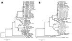 Thumbnail of Position of a ferret badger–associated rabies virus isolate (ZJ-LA) in a phylogenetic tree constructed based on the nucleoprotein genes from representative dog rabies virus isolates and common vaccine strains in China (A) and the glycoprotein genes from representative dog rabies virus isolates and common vaccine strains in China (B). This figure was drawn by MEGA 4 (www.megasoftware.net) with maximum composite likelihood model. Bootstrap values are calculated from 1,000 repetitions.