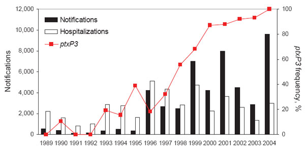 Temporal trends in the frequencies of pertussis toxin promoter 3 (ptxP3) strains, notifications, and hospitalizations. In this period, 99% of the strains harbored either ptxP1 or ptxP3. In November 2001, a preschool booster immunization was introduced, which may have reduced hospitalizations.