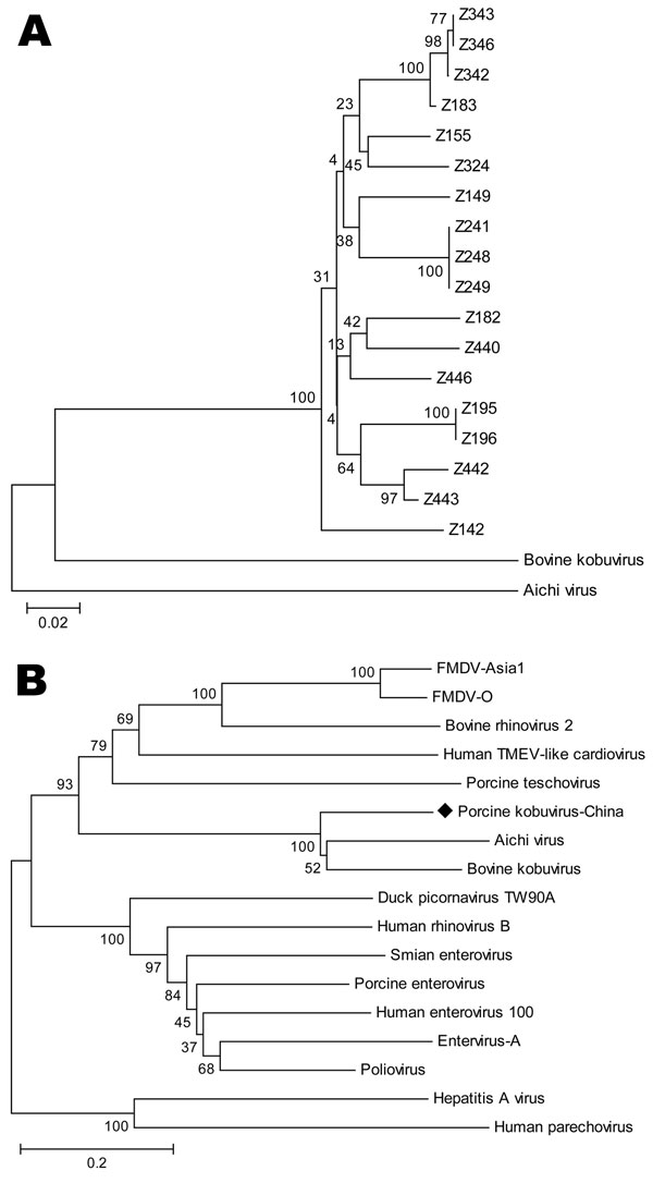 A) Phylogenetic tree of the partial sequences in the 3D region of the candidate novel virus, Aichi virus, and bovine kobuvirus. B) Relationships between the candidate novel virus and other picornaviruses based on nucleotide differences in the 3D region. FMDV, foot and mouth disease virus; TMEV, Theiler's murine encephalomyelitis virus. Scale bars indicate nucleotide substitutions per site.