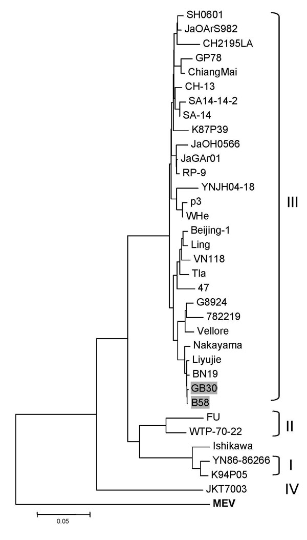 Phylogenetic tree based on the envelope (E) protein gene of selected Japanese encephalitis virus strains. Murray Valley encephalitis virus (MEV) E gene (in boldface) was used as an outgroup. Genotypes are indicated on the right. The 2 bat virus isolates used in this study are indicated by shading. Scale bar indicates number of nucleotide substitutions per site. See Table 1 for more details of the strains used in this analysis and their GenBank accession numbers.