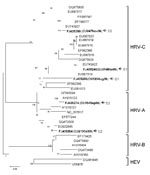 Thumbnail of Phylogenetic analysis of nucleotide sequences of the virus capsid protein (VP4) region of 5 human rhinovirus (HRV) strains (shown in boldface) isolated from 289 nasopharyngeal aspirate specimens, including those of 2 infants with refractory wheezing (C1 and C2), on the basis of amplification of VP4/2 by seminested reverse transcription–PCR. The tree was constructed by using the neighbor-joining method and Kimura’s 2-parameter distance with bootstrap replicated from 1,000 trees by us