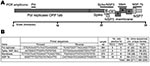 Thumbnail of A) Feline coronavirus genome indicating PCR products obtained (bars). Structural proteins are shaded in dark gray; nonstructural proteins are shaded in light gray. B) Forward and reverse primers used to amplify virus segments are listed in 5′ → 3′ orientation. The number of source cats and cloned sequences generated from feline infectious peritonitis (FIP) cases and feline enteric coronavirus (FECV) asymptomatic cats are presented. Pol, polymerase; NSP, nonstructural protein; FIPV,