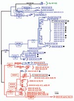 Thumbnail of Maximum-likelihood (ML) phylogenetic tree of unique sequences from 3 feline coronavirus (FCoV) genes membrane, nonstructural protein 7b (NSP 7b), and spike-NPS3 (see Figure 3) gene sequences showing monophyly correlating to disease status. Cloned sequences from feline infectious peritonitis (FIP) cases are shown in red; feline enteric coronavirus (FECV) asymptomatic cats are shown in blue, and FCoV virulent strain from Aju-92 (cheetah) is in green. Number of cats and number of clone