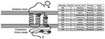 Thumbnail of Diagram of membrane protein containing 3 transmembrane helices, an external N terminus and an internal carboxy terminus. Approximate position of 5 variable diagnostic amino acid sites (see Table 2) as determined by sequence comparison to severe acute respiratory syndrome coronavirus (32). Amino acid residue, polarity, and hydrophobicity or hydropholicity is stated.