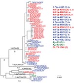 Thumbnail of Midpoint rooted maximum likelihood (ML) tree of unique pol1a 386-bp sequences (ML -ln L = 1300.12586 best tree found by maximum parsimony: length = 125, confidence interval = 0.832, retention index = 0.926). Cloned sequences from feline infectious peritonitis (FIP) cases are shown in red, feline enteric coronavirus (FECV) asymptomatic cats are shown in blue, and feline coronavirus (FCoV) virulent strain from Aju-92 (cheetah) is in green. Each sequence is labeled as follows: source f