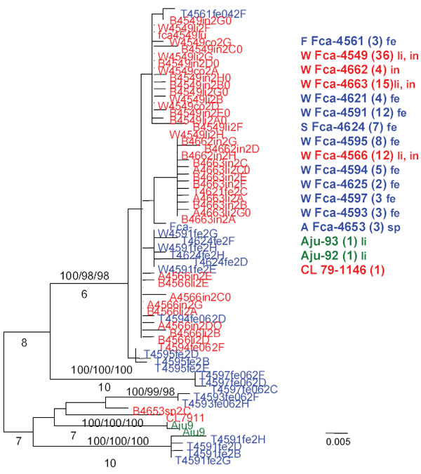 Midpoint rooted maximum likelihood (ML) tree of unique pol1a 386-bp sequences (ML -ln L = 1300.12586 best tree found by maximum parsimony: length = 125, confidence interval = 0.832, retention index = 0.926). Cloned sequences from feline infectious peritonitis (FIP) cases are shown in red, feline enteric coronavirus (FECV) asymptomatic cats are shown in blue, and feline coronavirus (FCoV) virulent strain from Aju-92 (cheetah) is in green. Each sequence is labeled as follows: source farm (W, Welle