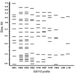 Thumbnail of Insertion sequence (IS)6110 profiles of the 10 largest Mycobacterium tuberculosis clusters, Houston Tuberculosis Initiative, Texas, 1995–2004.