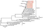 Thumbnail of Phylogenetic analysis of the hemagglutinin gene (HA1 portion) of influenza A viruses (H1N1) isolated during an influenza A outbreak in a long-term care facility, Illinois, USA, 2008. Viruses from buildings A and B shared nearly identical sequences. One of the viruses from building B was more similar in sequence to 1 virus from building A. However, this finding could reflect natural variance in circulating viruses. Red indicates outbreak viruses, boldface italics indicates vaccine st