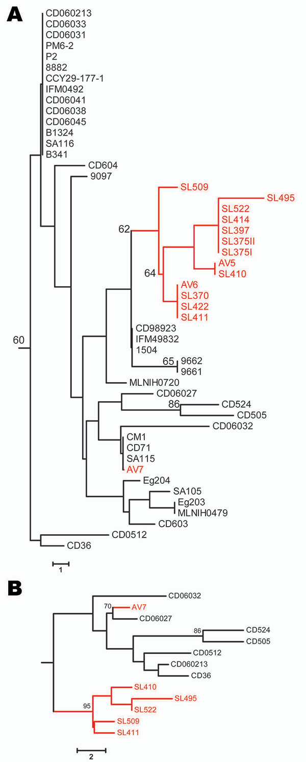 Figure Genetic Differences Between Avian And Human Isolates Of Candida Dubliniensis Volume 