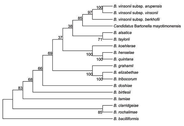 Phylogenetic tree showing the position of Candidatus Bartonella mayotimonensis among members of the genus Bartonella based on comparisons of concatenated sequences of the 16S rRNA gene, the citrate synthase gene gltA, the RNA polymerase β-subunit gene rpoB, the cell division gene ftsZ, and the 16S–23S rRNA internal transcribed spacer region sequences. The tree was constructed by using the neighbor-joining method and a maximum-likelihood–based distance algorithm. Numbers on branches indicate boot