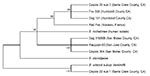 Thumbnail of Phylogenetic tree of Bartonella species based on the combined gltA, rpoB, ftsZ, and intergenic transcribed spacer sequence alignment. The tree shown is a neighbor-joining tree based on the Kimura two-parameter model of nucleotide substitution. Bootstrap values are based on 1,000 replicates. The analysis provided tree topology only; the lengths of the vertical and horizontal lines are not significant.