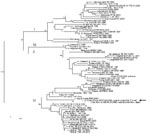 Thumbnail of Phylogenetic analysis of selected dengue virus type 3 (DENV-3) sequences. The main genotypes are indicated using roman numerals at the node of the lineage. Sequence identification is as follows: country of origin, strain name, year of isolation/detection. The sequence determined in our study is underlined and designated by an arrow. Phylogenetic studies were conducted by using MEGA version 2.1 (5). Genetic distances were calculated with the Kimura 2-parameter method at the nucleotid