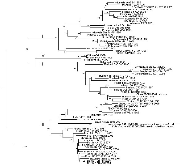 Phylogenetic analysis of selected dengue virus type 3 (DENV-3) sequences. The main genotypes are indicated using roman numerals at the node of the lineage. Sequence identification is as follows: country of origin, strain name, year of isolation/detection. The sequence determined in our study is underlined and designated by an arrow. Phylogenetic studies were conducted by using MEGA version 2.1 (5). Genetic distances were calculated with the Kimura 2-parameter method at the nucleotide level. Phyl