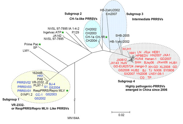 Phylogenetic relationships of 67 porcine reproductive and respiratory syndrome viruses (PRRSVs) based on their whole-genome sequences. The unrooted phylogenetic tree was generated by the neighbor-joining method using Molecular Evolutionary Genetics Analysis 4 (5). Bootstrap values were calculated on 1,000 replicates. The 53 isolates from China were classified into 4 subgroups (circled). Four commercially available attenuated live vaccine viruses are marked with asterisks. MLV, modified live vacc