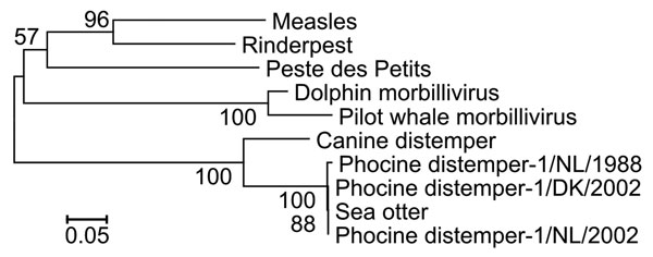 Neighbor-joining bootstrap tree (1,000 replicates, pairwise deletion comparisons, Tamura-Nei model) shows that morbillivirus fragments isolated from northern sea otters are identical to those of the 2002 PDV isolates. All known corresponding phosphoprotein gene fragments from morbilliviruses (Technical Appendix) were compared by using Molecular Evolutionary Genetics Analysis software version 3.1 (www.megasoftware.net/mega.html). Scale bar indicates number of nucleotide substitutions per site.