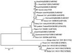 Thumbnail of Minimum-evolution tree (11) of coronaviruses based on a 146-bp fragment of the 3′ untranslated region of infectious bronchitis virus (IBV). Evolutionary distances were computed by using the Tamura-Nei method (12) and are in the units of the number of base substitutions per site. Coronaviruses detected in wild birds by this study are denoted with an asterisk. Previously published coronavirus sequences from different sources were included for comparative purposes. GenBank accession nu
