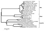 Thumbnail of Midpoint-rooted neighbor-joining tree (based on the complete virus protein [VP] 1 coding sequence) showing the relationships between the foot-and-mouth disease virus serotype C isolates from Ethiopia (boxed) and other contemporary and reference viruses. The year in parenthesis indicates the year of sample collection. Scale bar indicates substitutions per site. *Not a reference number assigned by the World Reference Laboratory for Foot-and-Mouth Disease, Pirbright, UK.