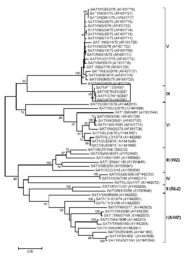 Midpoint-rooted neighbor-joining tree (based on the complete virus protein 1 coding sequence) showing the relationships between the foot-and-mouth disease virus serotype Southern African Territories (SAT) 1 isolates from Ethiopia and other contemporary and reference viruses. The 4 isolates from Ethiopia in 2007 are boxed. The year in parenthesis indicates the year of sample collection. Scale bar indicates substitutions per site. *Not a reference number assigned by the World Reference Laboratory