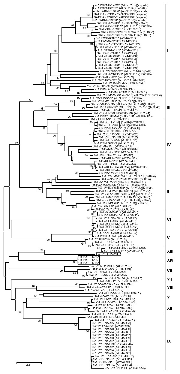 Midpoint-rooted neighbor-joining tree (based on the complete virus protein 1 coding sequence) showing the relationships between the foot-and-mouth disease virus serotype Southern African Territories (SAT) 2 isolates from Ethiopia and other contemporary and reference viruses. The SAT 2 isolates from Ethiopia under lineage IV, XIII, and IVX are boxed. The year in parenthesis indicates the year of sample collection. Scale bar indicates substitutions per site. *Not a reference number assigned by the