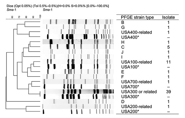 Dendrogram of methicillin-resistant Staphylococcus aureus strains that colonized children admitted to the pediatric intensive care unit, The Johns Hopkins Hospital, Baltimore, MD, USA, 2007–2008. Isolates were characterized by pulsed-field gel electrophoresis (PFGE). Not all strains within a PFGE type had identical patterns, but strains were considered related with &lt;3 band differences; 66 isolates were analyzed. The number of isolates related to each PFGE type is listed. *Reference strains.