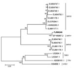 Thumbnail of Phylogenetic relationships of deduced partial viral protein 1 amino acid sequences. Phylogenetic analyses using MEGA version 3.1 (www.megasoftware.net) and the neighbor-joining algorithm calculated by the Poisson correction model were based on alignment of 289 amino acids. The new strain from this study is shown in boldface. The scale bar indicates the genetic distance of 0.05 substitution/site. SAFV, Saffold virus; TMEV, Theiler’s murine encephalomyelitis virus; TRV, Thera virus; V