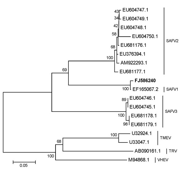 Phylogenetic relationships of deduced partial viral protein 1 amino acid sequences. Phylogenetic analyses using MEGA version 3.1 (www.megasoftware.net) and the neighbor-joining algorithm calculated by the Poisson correction model were based on alignment of 289 amino acids. The new strain from this study is shown in boldface. The scale bar indicates the genetic distance of 0.05 substitution/site. SAFV, Saffold virus; TMEV, Theiler’s murine encephalomyelitis virus; TRV, Thera virus; VHEV, Vilyuisk