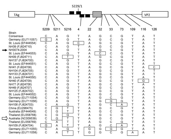 Nucleotide polymorphisms in the noncoding region of WU polyomavirus (WUPyV), Connecticut, USA, 2007. Sequences spanning nt 5197 to 159 of the circular viral genome of New Haven human serum isolates and all available sequences from GenBank (all from respiratory specimens) were subjected to phylogenetic analysis. A map of the noncoding region within the viral genome is indicated at the top of the figure (not to scale). The arbitrary last (5229) and first (1) nucleotide of the circular viral genome