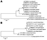 Thumbnail of Evolutionary trees based on major surface protein 4 (A) and heat shock protein 60 (B) genes sequences of Anaplasma phagocytophilum, A. marginale, and A. ovis. Evolutionary history was inferred by using the neighbor-joining method. H. sulcata; Haemaphysalis sulcata. A) Optimal tree (branch length = 0.87919908) is shown. Percentages of replicate trees in which the associated taxa clustered together in the bootstrap test (500 replicates) are shown. B) Optimal tree (branch length = 0.34