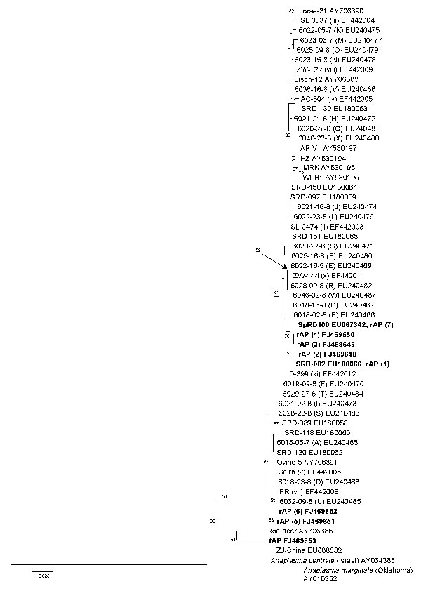 Phylogenetic tree inferred from alignment of Anaplasma phagocytophilum msp4 sequences obtained in this study or available from GenBank. Inference was made by using the neighbor-joining algorithm. The stability of proposed branching order was assessed by bootstrapping (1,000 replicates). At nodes present in &gt;50% of replicates, the percentage of replicates possessing the node is indicated. The GenBank accession numbers of the new msp4 sequences obtained during this study (in boldface) are inclu