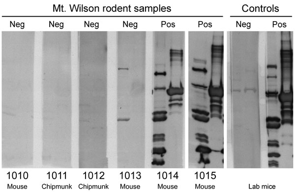 Immunoblot analysis of serum samples from brush mice (Peromyscus boylii) and Merriam chipmunks (Tamias merriami) captured at Mt. Wilson Observatory in California, USA. Each sample was tested at a dilution of 1:100 with a whole-cell lysate of Borrelia hermsii MTW-2 isolated from Mt. Wilson (left lane of each membrane) and purified recombinant GlpQ (right lane of each membrane). Results and animal numbers are presented above and below each panel, respectively. Neg, negative; pos, positive.