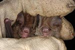 Thumbnail of Two morphotypes of Hipposideros caffer ruber bats held by one of the authors (F.G.-R.), who was wearing a leather glove. Photograph courtesy of Antje Seebens.