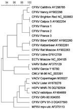 Thumbnail of Phylogenetic tree based on nucleotide sequences in the hemagglutinin gene. Sequence information corresponds to virus acronym/strain/GenBank accession number. Phylogenetic study was conducted using MEGA software version 4.0 (www.megasoftware.net). Genetic distances were calculated with the pairwise distance method. Phylogenetic tree were constructed with the neighbor-joining method. CPXV, cowpox virus; ECTV, ectromelia virus; VARV, variola virus; CMLV, camelpox virus; VACV, vaccinia