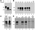 Thumbnail of Western blots of squirrel monkey protease-resistant prion protein (PrPres). A) Brain homogenate from squirrel monkey 322, showing proteinase K (PK)–resistant PrPres. A downward shift of 7–9 kDa after PK digestion indicated a banding pattern typical of PrPres (lane 2). After deglycosylation with peptide-N-glycosidase F, 1 band of PrPres was present (lane 3). Lane 1, 0.5 mg of brain tissue equivalents; lane 2, 0.6 mg; lane 3, 0.4 mg. Blot was developed by using antibody 3F4 against Pr