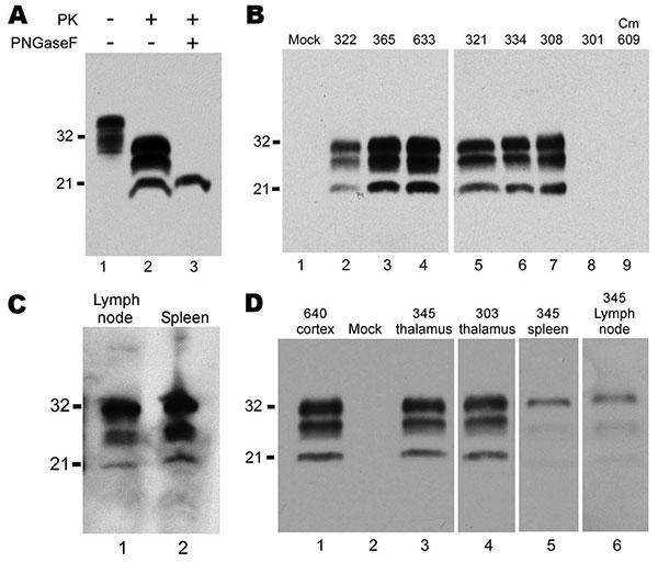 Western blots of squirrel monkey protease-resistant prion protein (PrPres). A) Brain homogenate from squirrel monkey 322, showing proteinase K (PK)–resistant PrPres. A downward shift of 7–9 kDa after PK digestion indicated a banding pattern typical of PrPres (lane 2). After deglycosylation with peptide-N-glycosidase F, 1 band of PrPres was present (lane 3). Lane 1, 0.5 mg of brain tissue equivalents; lane 2, 0.6 mg; lane 3, 0.4 mg. Blot was developed by using antibody 3F4 against PrP, enhanced c