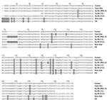 Thumbnail of Comparison of prion protein sequences from various species. The following species are shown, and GenBank accession numbers are given when available: human (M13899), cynomolgus macaque (Cyno Mac) (U08298), squirrel monkey (Sq Mk) (genotype RML-A, see Table 4), squirrel monkey from Schneider et al. (31) (AY765385), squirrel monkey from Schätzl et al. (28) (U08310), mule deer (AY330343), and elk (AF156183). Numbering is based on the human sequence. Gray boxes indicate residues differen