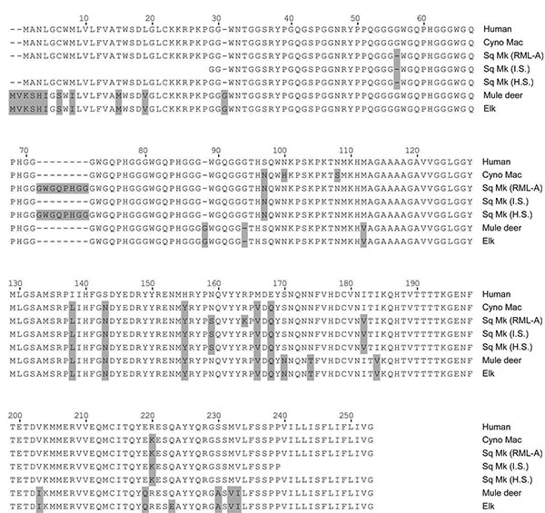 Comparison of prion protein sequences from various species. The following species are shown, and GenBank accession numbers are given when available: human (M13899), cynomolgus macaque (Cyno Mac) (U08298), squirrel monkey (Sq Mk) (genotype RML-A, see Table 4), squirrel monkey from Schneider et al. (31) (AY765385), squirrel monkey from Schätzl et al. (28) (U08310), mule deer (AY330343), and elk (AF156183). Numbering is based on the human sequence. Gray boxes indicate residues different from human