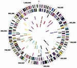 Thumbnail of Comparison of 14 housekeeping genes among genome sequences of 4 Chlamydiaceae species and 7 strains. Circle 1, genes on forward Chlamydia trachomatis strand, color coded by role category; Circle 2, genes on reverse C. trachomatis strand; Circle 3, multilocus sequence typing (MLST) candidates, C. trachomatis; Circle 4, MLST candidates, C. pneumoniae AR39; Circle 5, MLST candidates, C. caviae (GPIC); Circle 6, MLST candidates, C. muridarum (MoPn). Colors in circles 3, 4, 5 and 6 are c