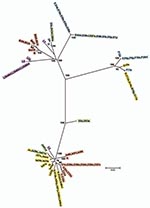 Thumbnail of Minimum evolution tree for ompA. The tree was constructed using the matrix of pairwise differences between the 87 sequences by using the maximum composite likelihood method for estimating genetic distances. Numbers are bootstrap values (1,000 replicates) &gt;70%. Lavender, invasive lymphogranuloma venereum (LGV); gold, noninvasive, nonprevalent sexually transmitted infection (STI) strains; red, trachoma strains; blue, noninvasive, highly prevalent STI strains; green, putative recomb