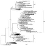 Thumbnail of Phylogenetic tree of virus hemagglutinin sequences generated by neighbor-joining analysis. Bootstrap values at each node represent 1,000 replicates. Scale bar represents 0.005 nt substitutions. The virus found in the child, A/Bangladesh/207095/2008, is indicated in boldface.