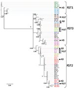 Thumbnail of Phylogeny of Borrelia burgdorferi isolates in the northeastern and midwestern United States based on intergenic spacer (IGS) sequence. operational taxanomic unit names beginning with IGS were isolated in the northeastern United States (10); all other isolates are from patients in the Midwest. The letter after period designates the outer surface protein C (ospC) major allele of the isolate. Colored isolate names highlight isolates with the same ospC major group that cluster in differ
