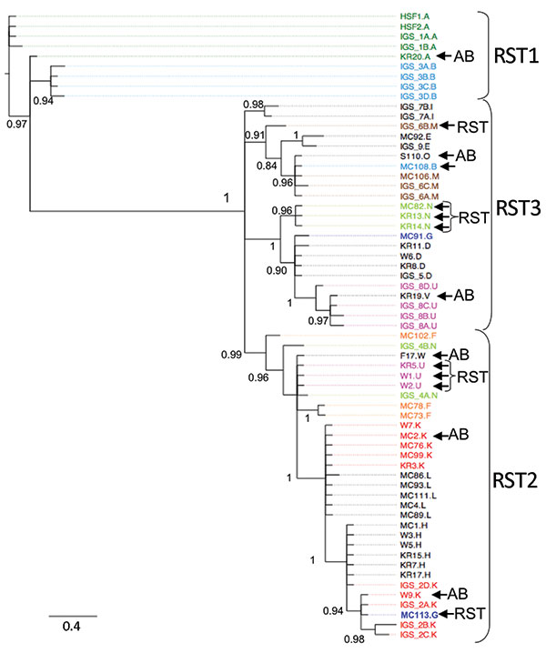 Phylogeny of Borrelia burgdorferi isolates in the northeastern and midwestern United States based on intergenic spacer (IGS) sequence. operational taxanomic unit names beginning with IGS were isolated in the northeastern United States (10); all other isolates are from patients in the Midwest. The letter after period designates the outer surface protein C (ospC) major allele of the isolate. Colored isolate names highlight isolates with the same ospC major group that cluster in different clades, w