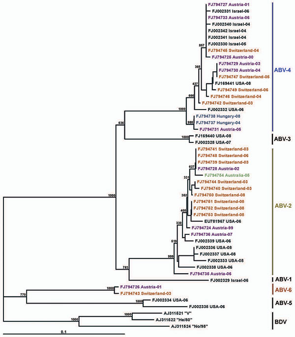 Phylogram illustrating the genetic relationship among avian bornavirus (ABV) genotypes, based on a partial matrix protein gene region. Three representatives of BDV were used as outgroups. Scale bar indicates genetic distance; the bootstrap support values are shown for the main nodes. ABVs are identified by GenBank accession number/country of origin/year of collection. Further details are shown in the Appendix Table. Nucleotide sequences determined in this study are highlighted in different color