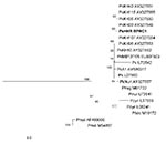 Thumbnail of Phylogenetic tree constructed according to the neighbor-joining method based on A-type small subunit RNA sequences of several Plasmodium species (GenBank accession numbers are indicated). The sequence of the clinical isolate PkHHR-BPRC1 (in boldface) (GenBank accession no. FJ804768) clusters with all other P. knowlesi strains (indicated by Pk isolate numbers). Pfrag, P. fragile; Pinui, P. inui; Pcyn, P. cynomolgi; Pfalc, P. falciparum; Pmal, P. malariae. Scale bar indicates nucleoti